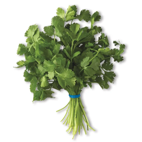 Cilantro (Sold in Bunch)