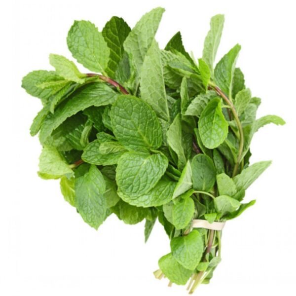 Mint Fresh