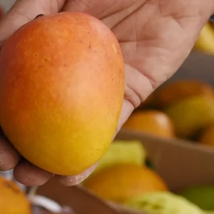 Alphonso-mango-indian