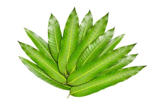 Mango-Leaves